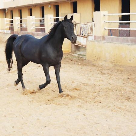 The Farm - Hotel & Horse Riding Kaherah Luaran gambar