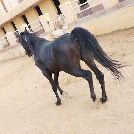 The Farm - Hotel & Horse Riding Kaherah Luaran gambar