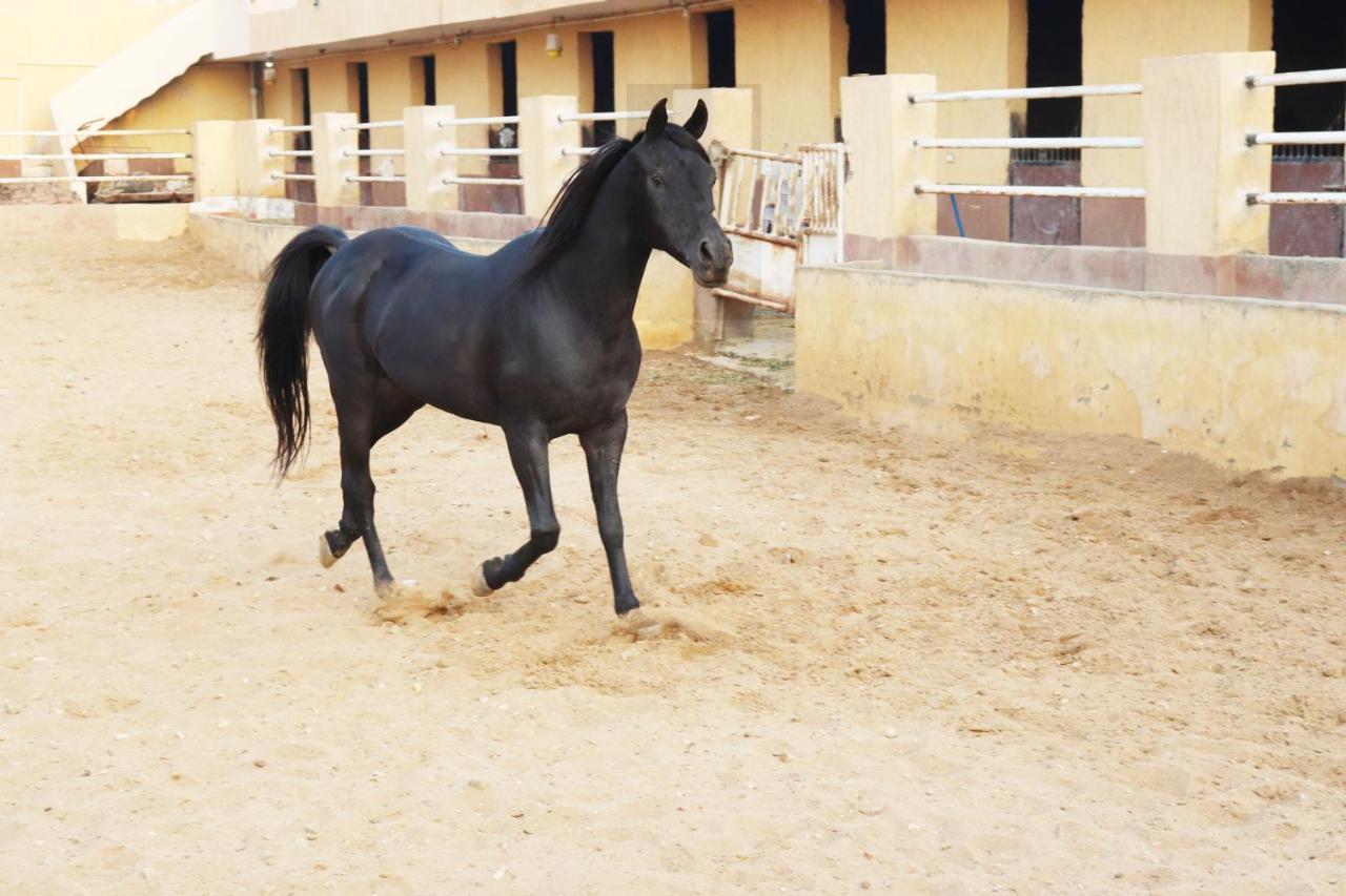 The Farm - Hotel & Horse Riding Kaherah Luaran gambar