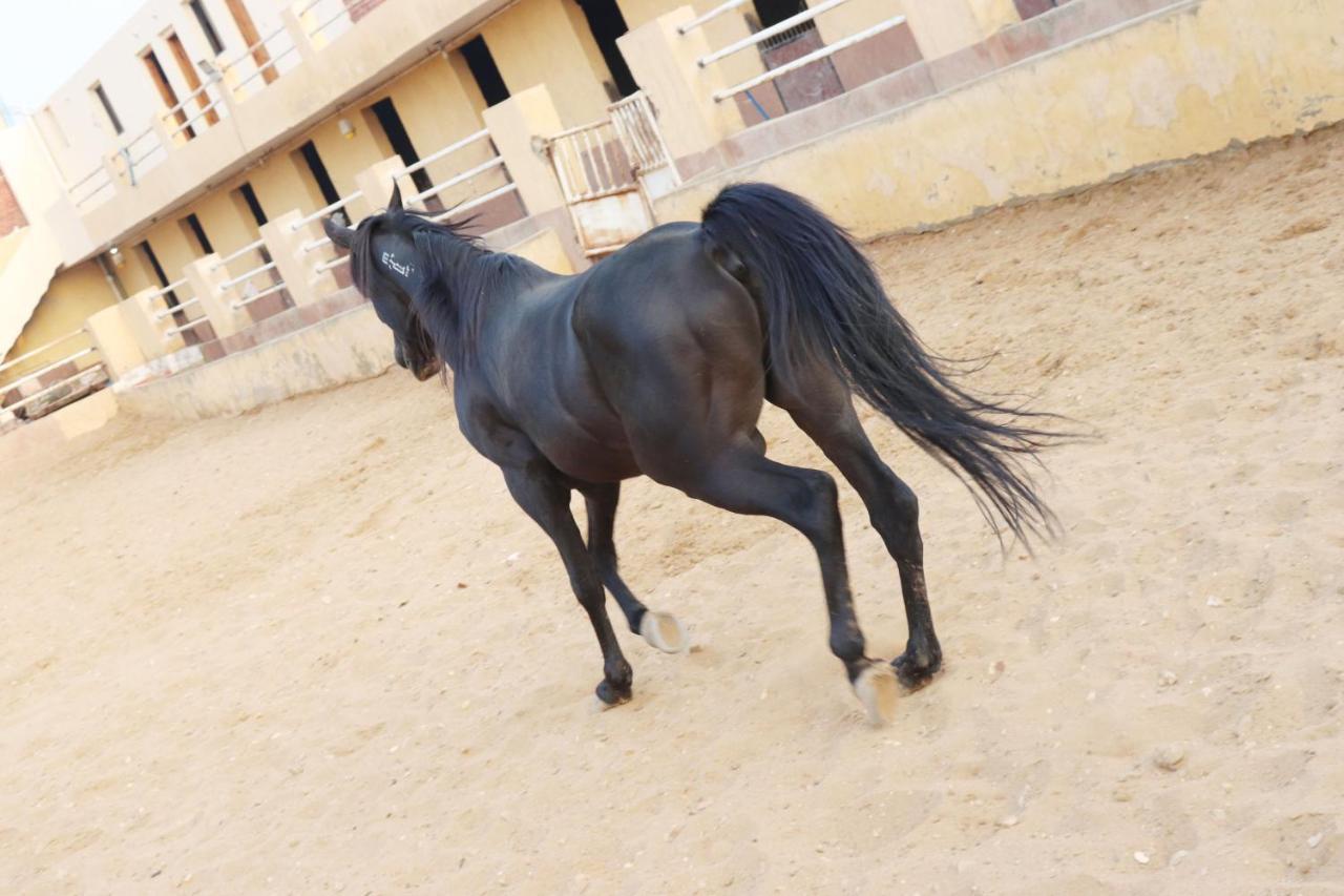 The Farm - Hotel & Horse Riding Kaherah Luaran gambar